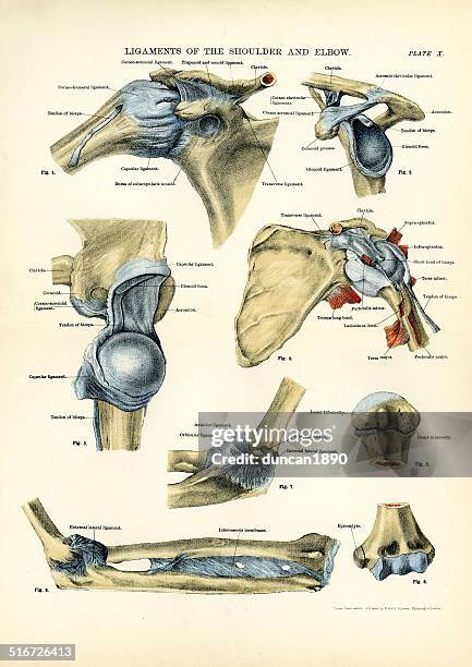 menschliche anatomie-bänder an den schultern und ellbogen - medical diagram stock-grafiken, -clipart, -cartoons und -symbole