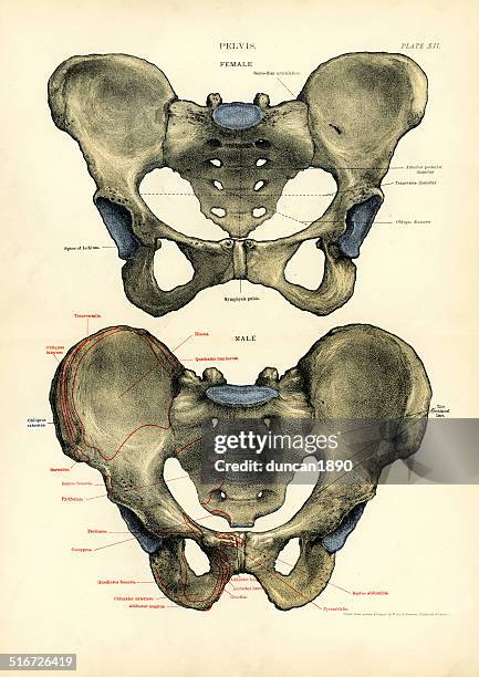 human anatomy - pelvis - male likeness stock illustrations