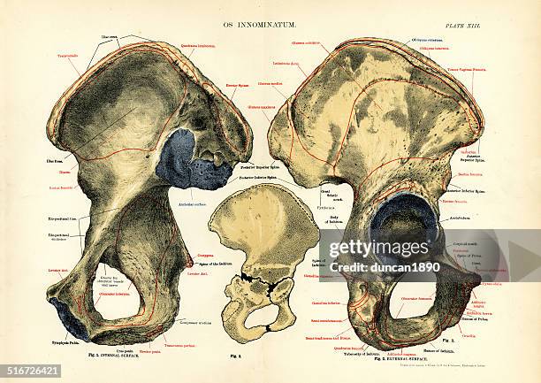 human anatomy - os innominatum - hip bone stock illustrations