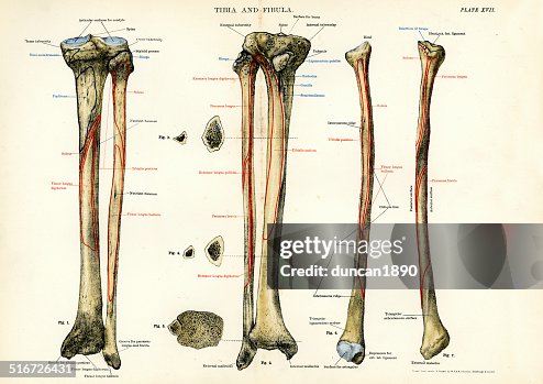 Human Anatomy Tibia And Fibula High-Res Vector Graphic - Getty Images