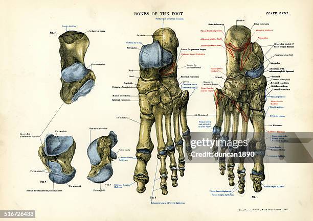 human anatomy - bones of the foot - anatomy charts stock illustrations