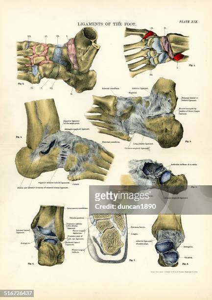 human anatomy - ligaments of the foot - anatomy charts stock illustrations