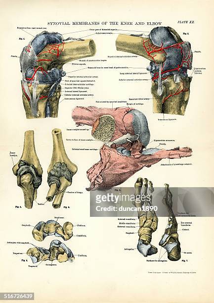 synovial membranes of the knee and elbow - anatomy charts stock illustrations