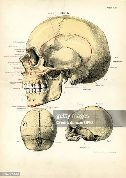 247 Sinuses Anatomy Stock Photos, High Biology Diagrams