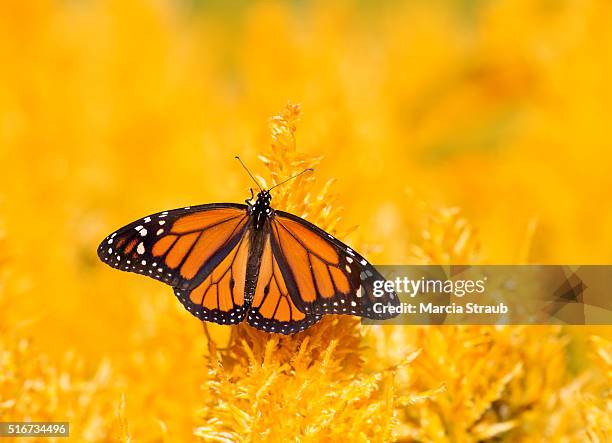 monarch butterfly with wings spread - spread wings stockfoto's en -beelden