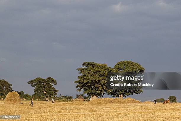 Shashimen 71 Shashemene Stock Photos, High-Res Pictures, and Images - Getty Images