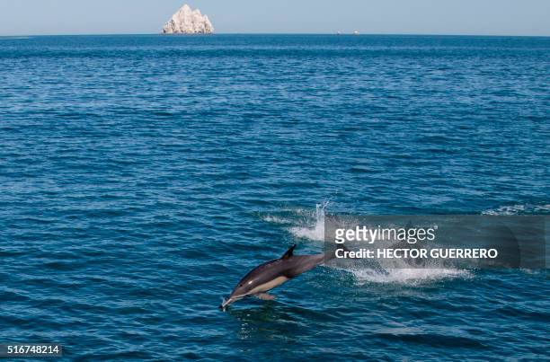 Dolphin leaps in the Cortes Sea in San Felipe, Baja California State, Mexico on March 18, 2016. - The Mexican Navy is carrying out an operation to...