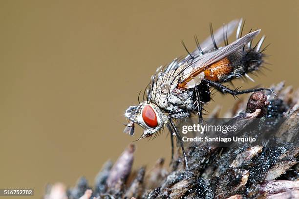 close up of a flesh fly - mosca de la carne fotografías e imágenes de stock