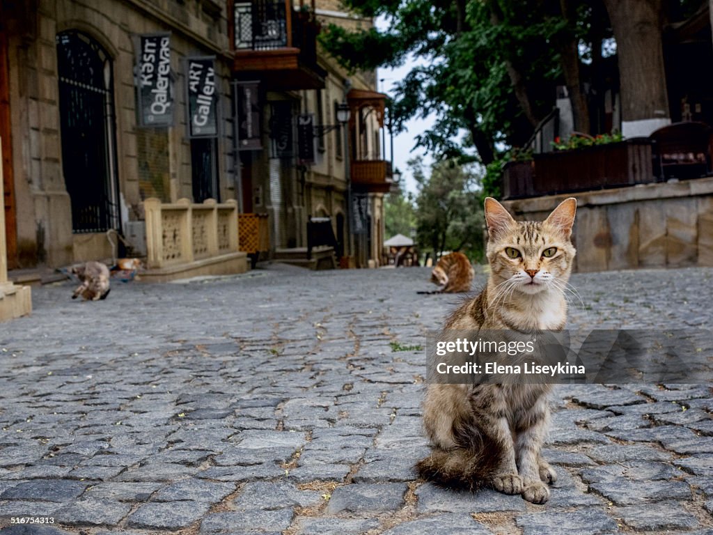 Cats in Baku Old town