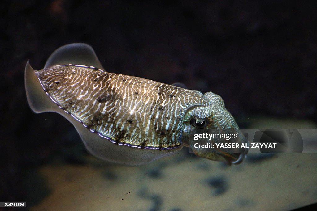 KUWAIT-ANIMAL-AQUARIUM