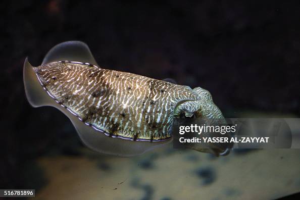 KUWAIT-ANIMAL-AQUARIUM KUWAIT-ANIMAL-AQUARIUM