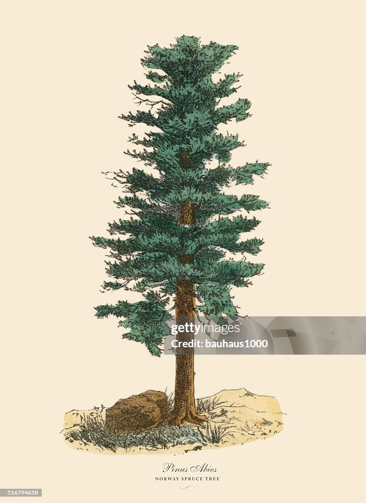 Norway Spruce Pine Tree or Pinus Abies, Victorian Botanical Illustration