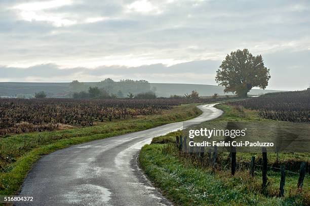 vineyard at lantignié of rhône department in eastern france - strada di campagna foto e immagini stock