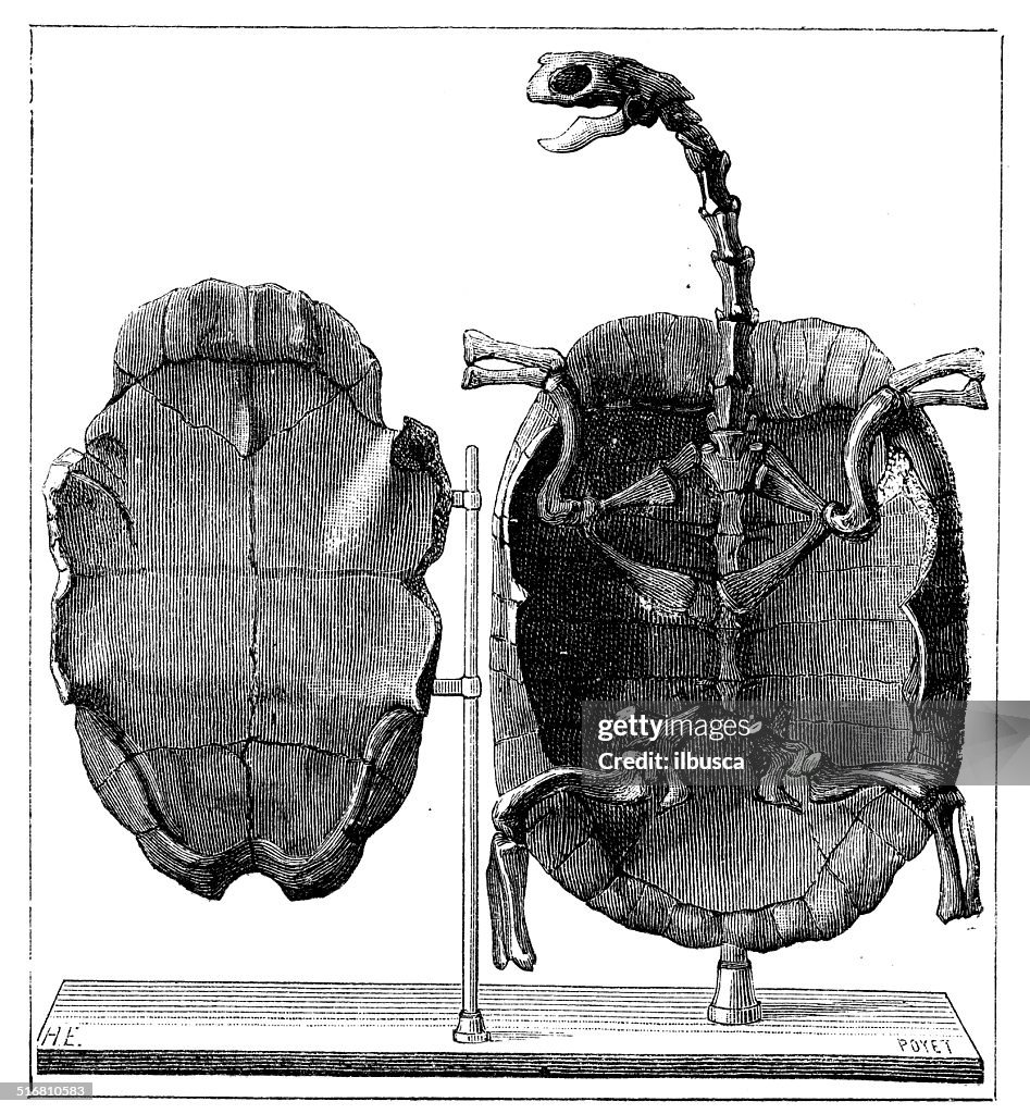 Antique illustration of reptile turtle fossil