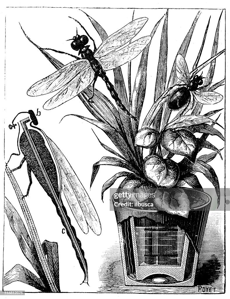 Antique Illustration Of Electric Insects High-Res Vector Graphic ...