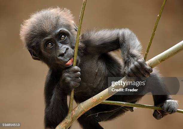 gorilla baby - gorilla stock pictures, royalty-free photos & images