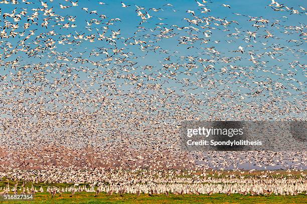 flock of snow goose flying, california, usa - wildlife reserve stock pictures, royalty-free photos & images