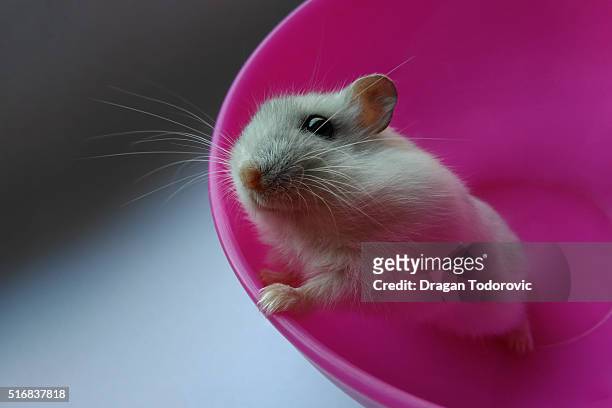 hamster - djungarian hamster stock pictures, royalty-free photos & images
