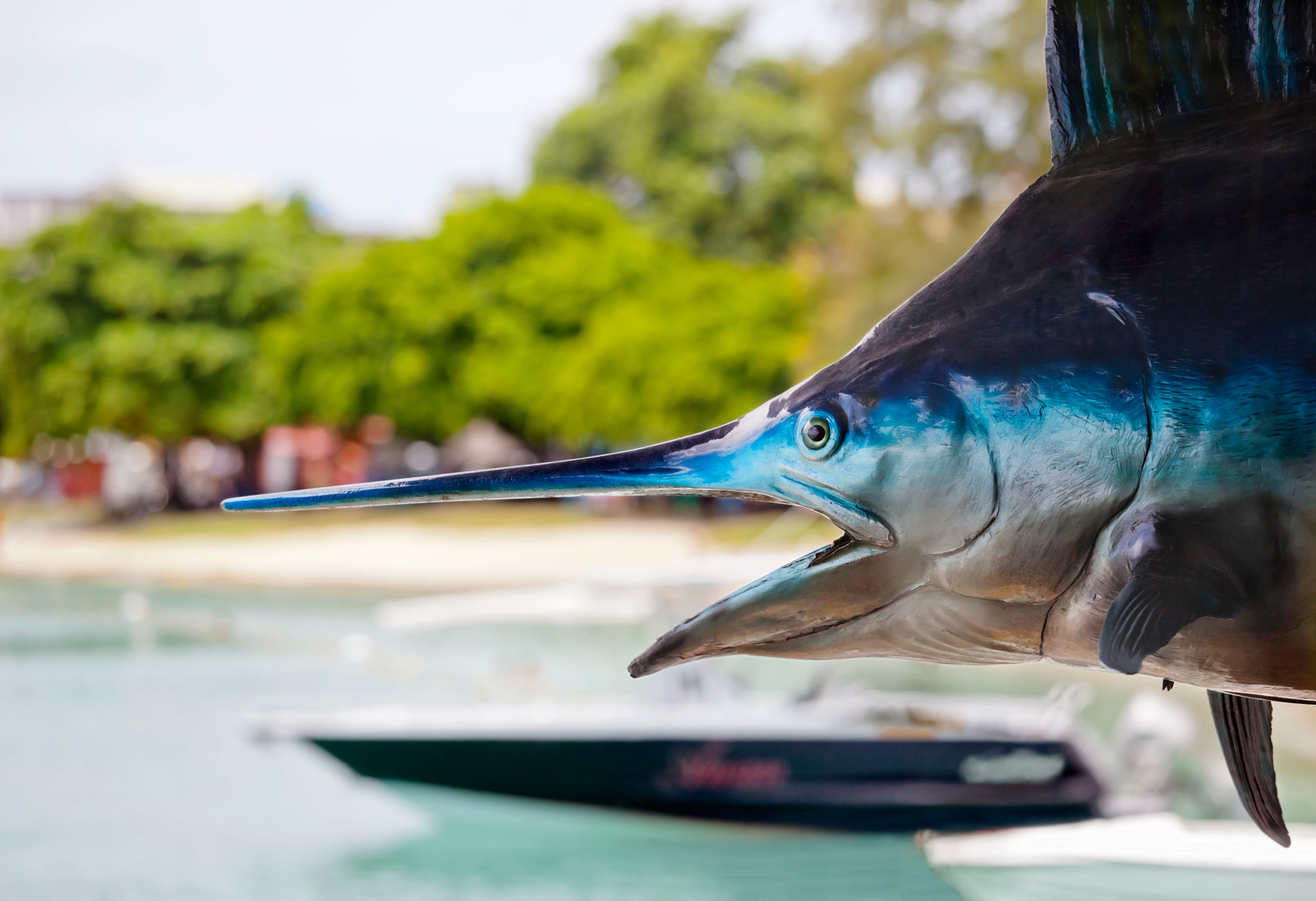 blue marlin