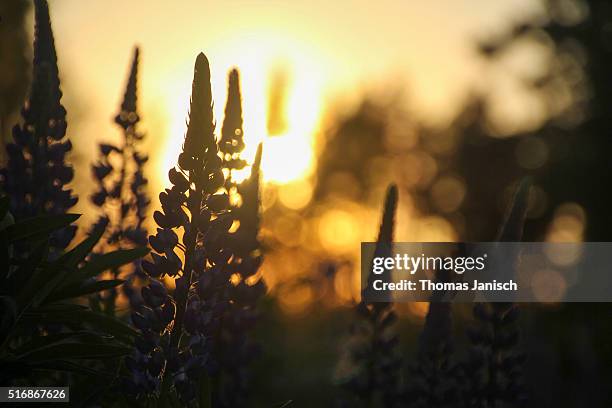 silhouettes of purple lupine wildflowers with blurred background during sunset at tiveden national park - laxa stock pictures, royalty-free photos & images