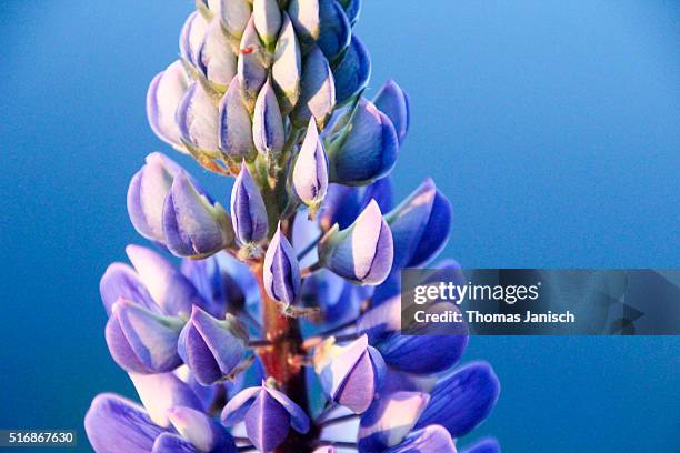 close-up of beautiful purple lupine wildflower at tiveden national park - laxa stock pictures, royalty-free photos & images