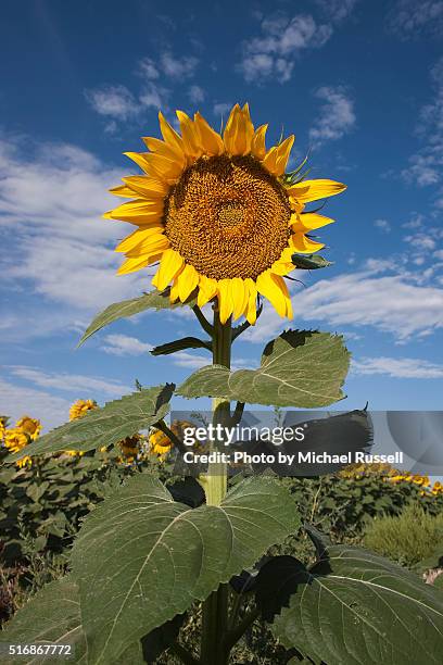 sunflower - kansas sunflowers stock pictures, royalty-free photos & images