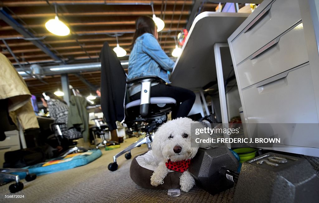 US-TECHNOLOGY-INTERNET-CALIFORNIA-LIFESTYLE-DOGS