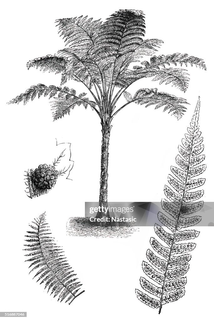 Rough Tree Fern (Cyathea australis)