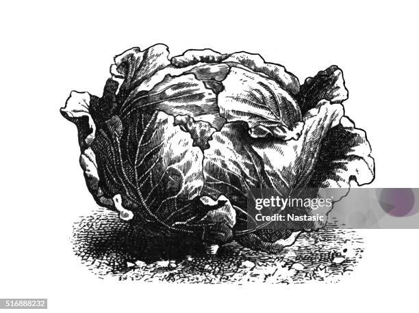 cabbage - cabbage isolated stock illustrations