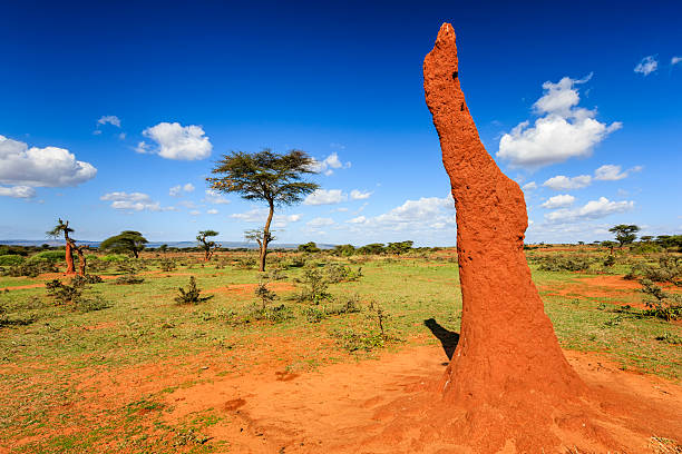 african landscape - termite mound and acicia trees, ethiopia - african termite mounds stock pictures, royalty-free photos & images african landscape - termite mound and acicia trees, ethiopia - african termite mounds stock pictures, royalty-free photos & images