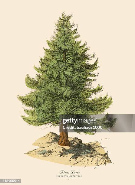 stockillustraties, clipart, cartoons en iconen met european larch tree or pinus larix, victorian botanical illustration - perennial