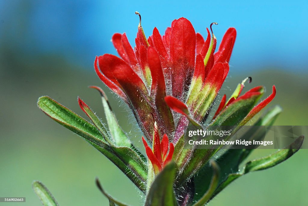 Wildflower Red Paintbrush