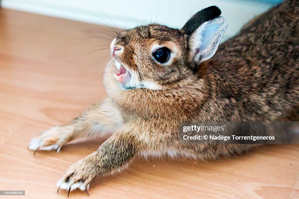 Bunny rabbit yawning