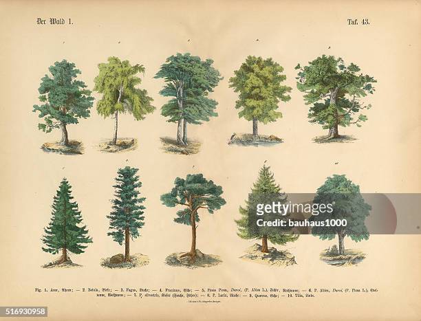 bäume im wald, viktorianischen botanischen illustrationen - hemlock tree stock-grafiken, -clipart, -cartoons und -symbole