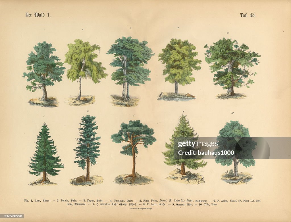 Trees in the Forest, Victorian Botanical Illustration