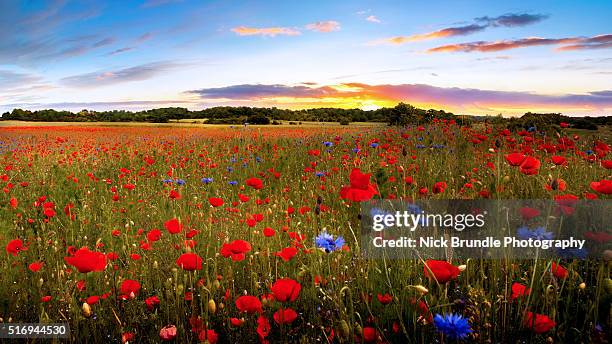 garden of eden - oriental poppy stock-fotos und bilder