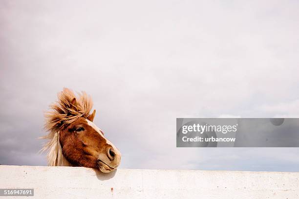 icelandic pony - mane stock pictures, royalty-free photos & images