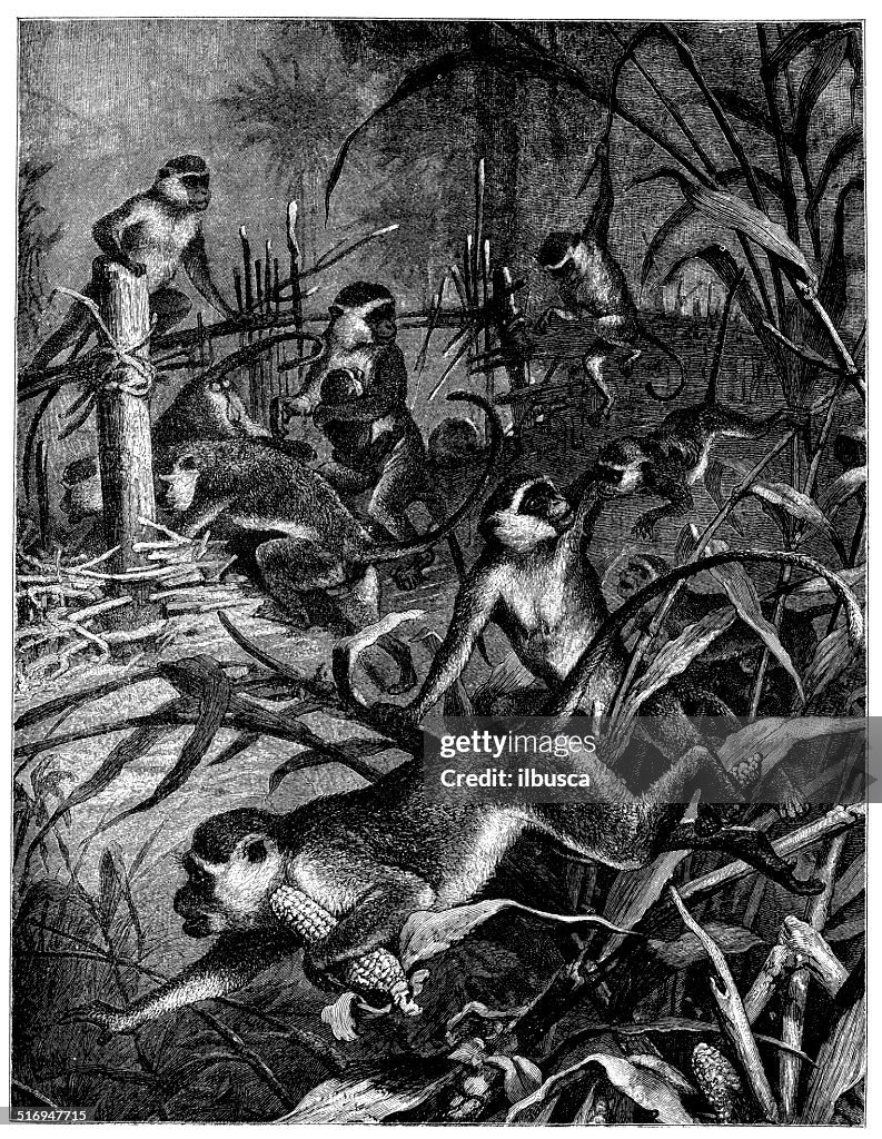 Antique illustration of green monkey (Chlorocebus sabaeus)