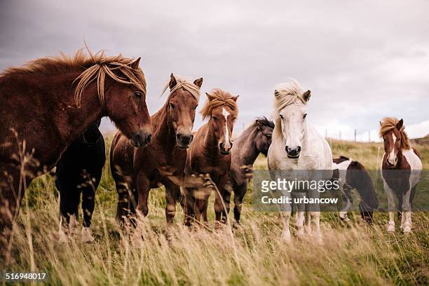 icelandic ponies - icelandic horse stock pictures, royalty-free photos & images
