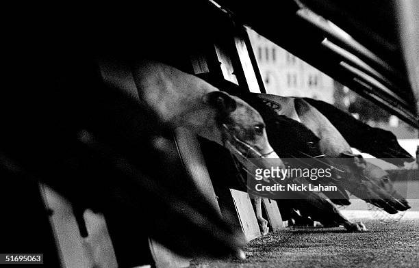 sydney greyhound racing - hunderennen stock-fotos und bilder