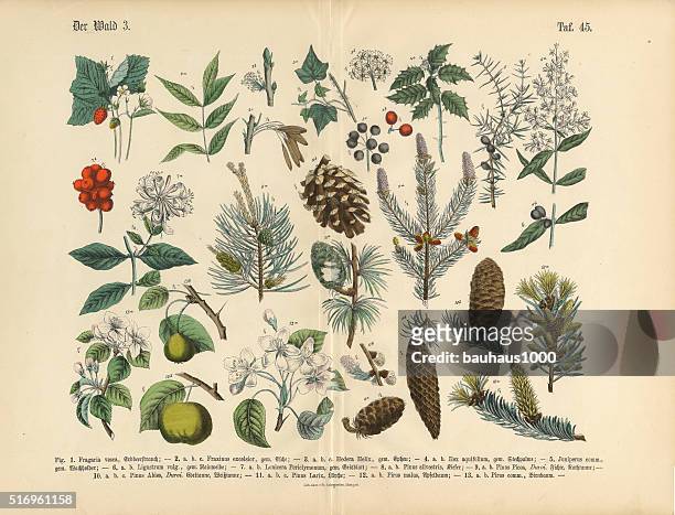 bildbanksillustrationer, clip art samt tecknat material och ikoner med forest and fruit trees and plants, victorian botanical illustration - botany