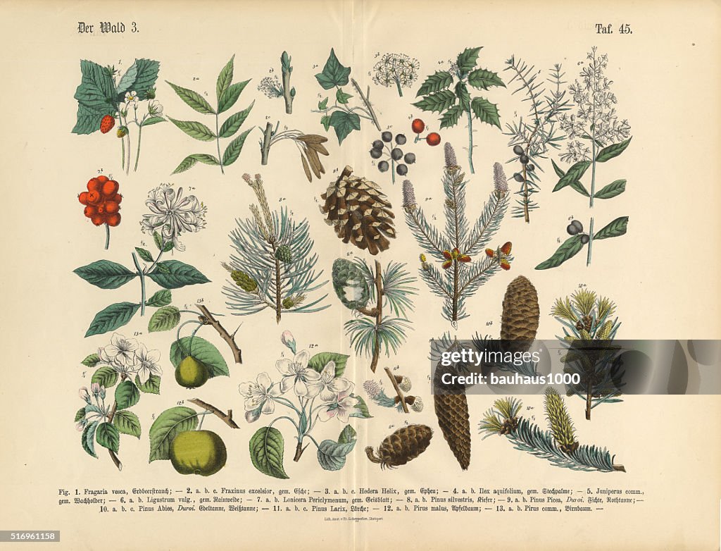 Forest and Fruit Trees and Plants, Victorian Botanical Illustration