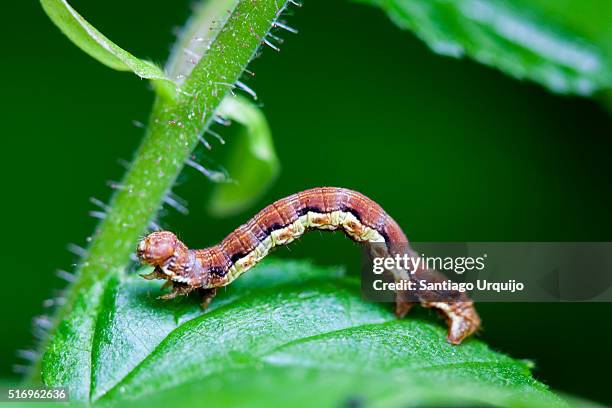 mottled umber moth caterpillar (erannis defoliaria) crawling on leaf - geometridae stock pictures, royalty-free photos & images