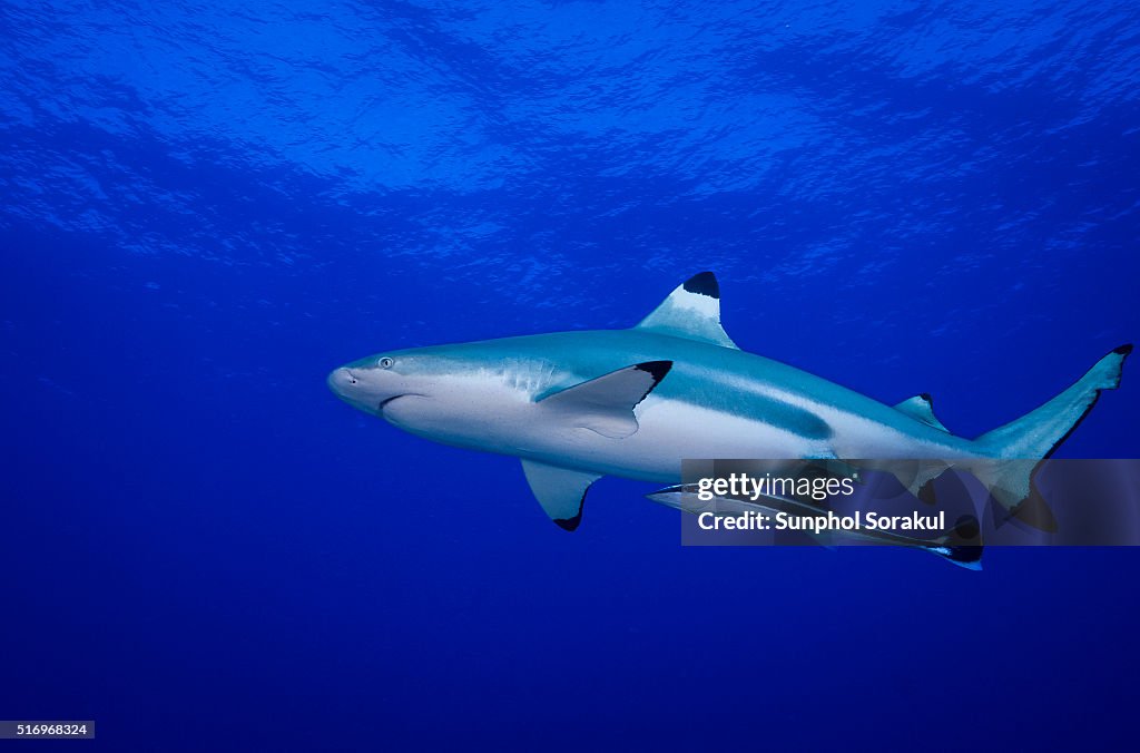 Blacktip Reef Shark in mid blue water with a large Remora fish attached its belly