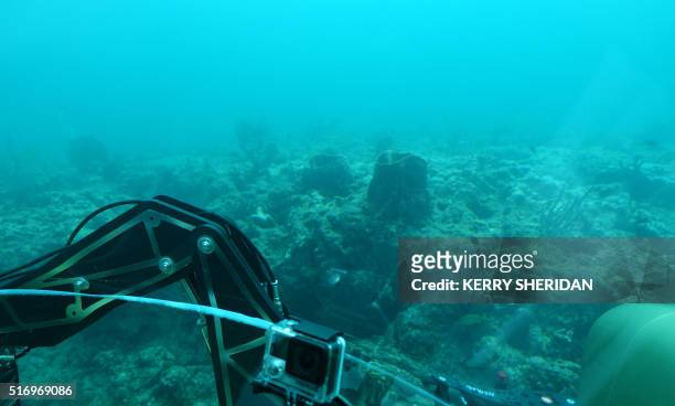 Taken from inside a submersible, two-person vehicle, a view of the seafloor off the coast of Fort Lauderdale, Florida, where a port dredging project...