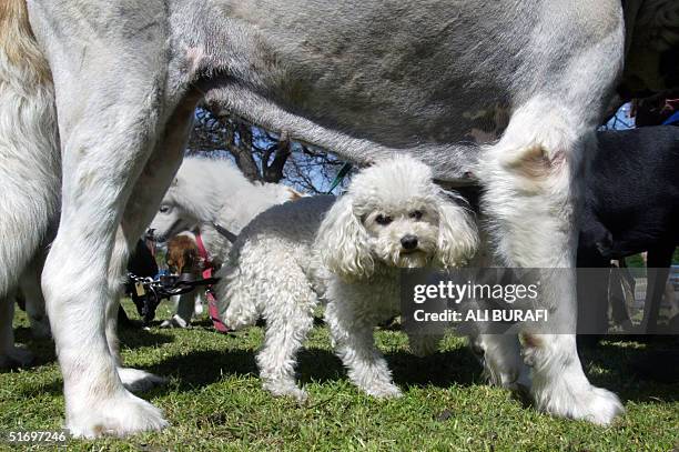 Pitty, un ejemplar hembra de caniche toy, pasa debajo de una San Bernardo Reina, en la Plaza Libres del Sur, en Buenos Aires, el 28 de octubre de...