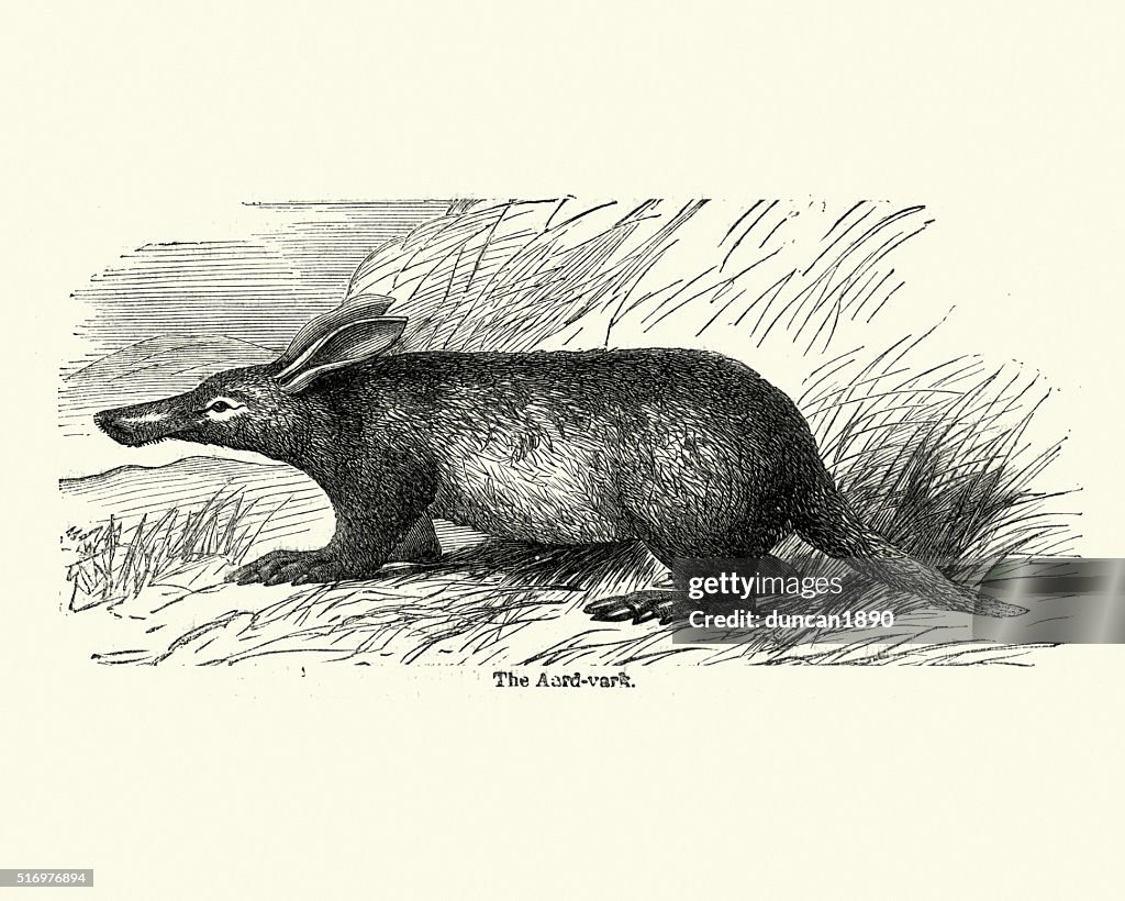 Aardvark - Orycteropus afer