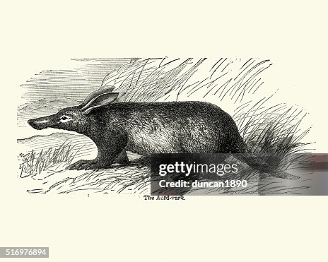 Aardvark - Orycteropus afer Aardvark - Orycteropus afer