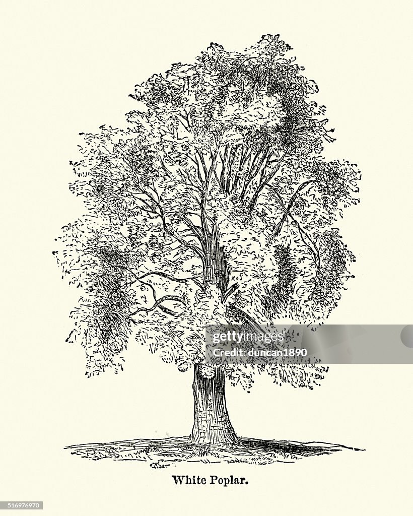 White poplar tree - Populus alba