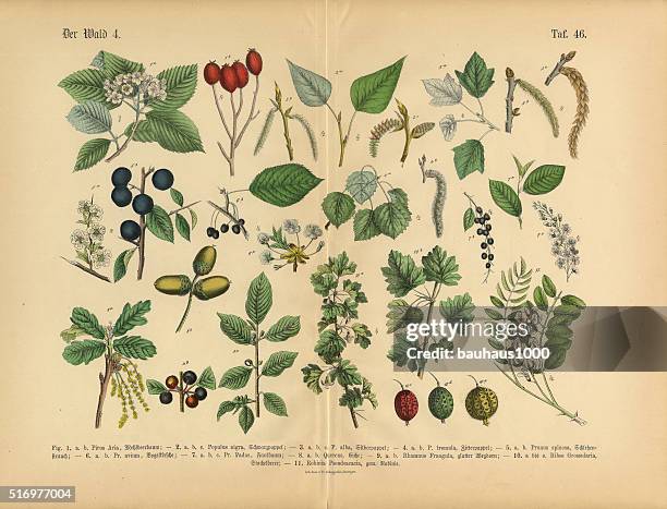 forest and fruit trees and plants, victorian botanical illustration - apple tree stock illustrations
